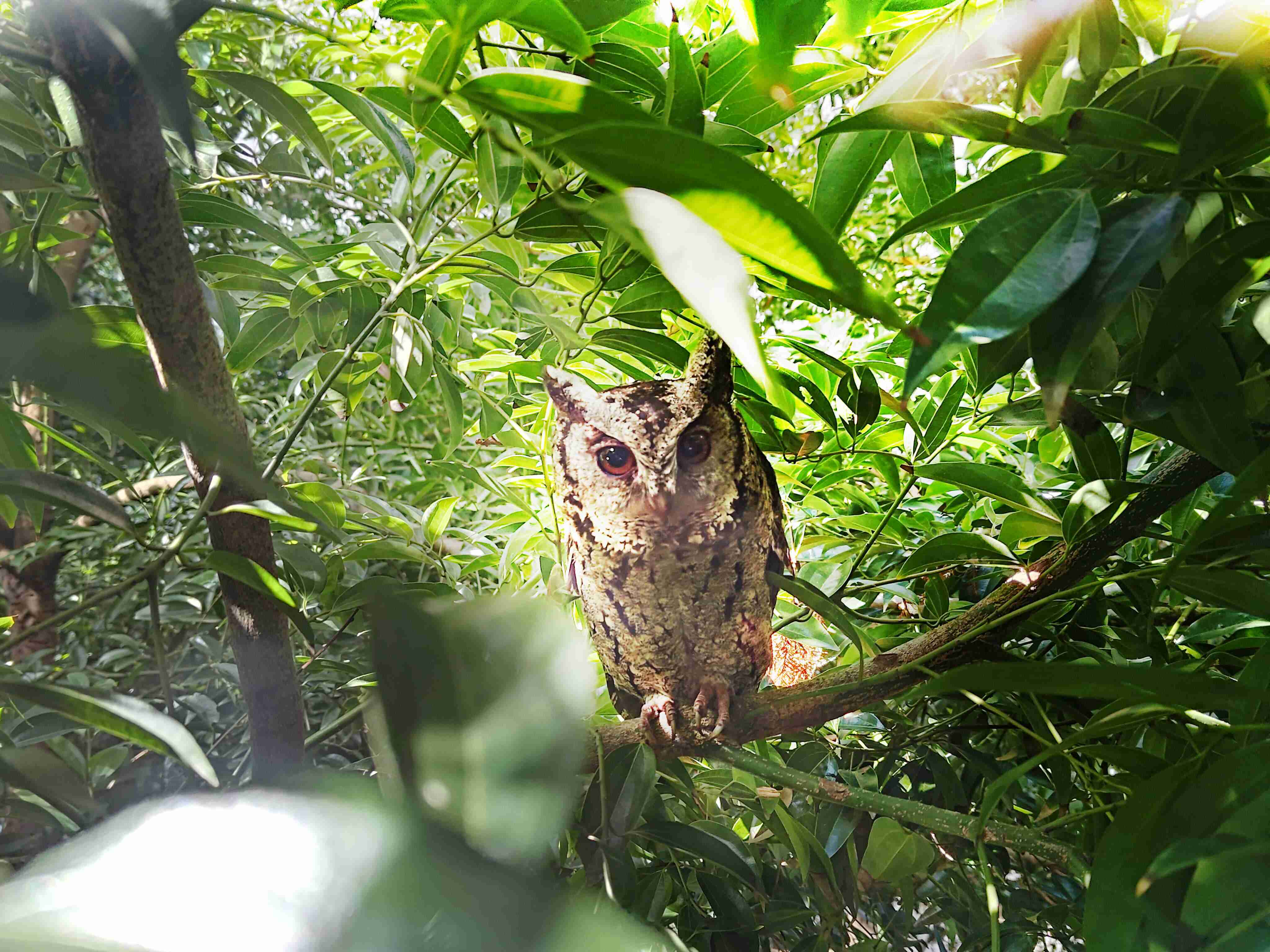 银河集团致力提倡净零绿生活，，，，16年以来在全球各厂区植树逾百万棵，，造就各厂区树木蔚然成林，，，犹如森林工厂，，，成为许多生物的栖息地